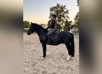 Deutsches Reitpony, Wallach, 3 Jahre