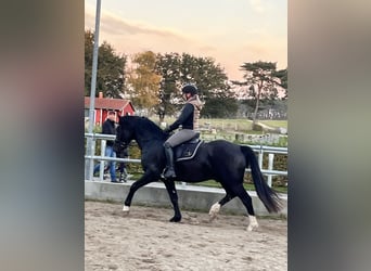 Deutsches Reitpony, Wallach, 3 Jahre