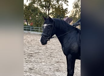 Deutsches Reitpony, Wallach, 3 Jahre