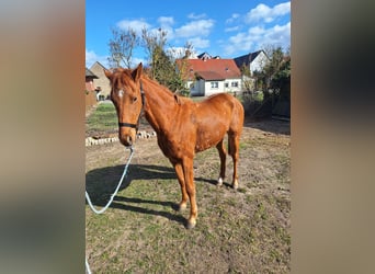 Deutsches Reitpony, Wallach, 3 Jahre, Fuchs