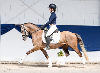 Deutsches Reitpony, Wallach, 3 Jahre, Palomino