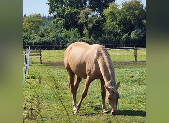 Deutsches Reitpony, Wallach, 3 Jahre, Palomino