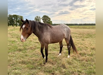 Deutsches Reitpony, Wallach, 3 Jahre