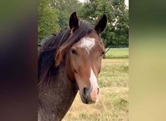 Deutsches Reitpony, Wallach, 3 Jahre