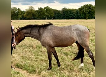 Deutsches Reitpony, Wallach, 3 Jahre