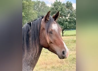 Deutsches Reitpony, Wallach, 3 Jahre