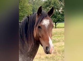 Deutsches Reitpony, Wallach, 3 Jahre