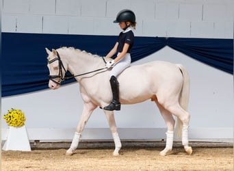 Deutsches Reitpony, Wallach, 4 Jahre, 126 cm, Cremello