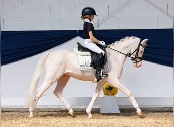 Deutsches Reitpony, Wallach, 4 Jahre, 126 cm, Cremello