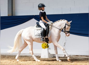 Deutsches Reitpony, Wallach, 4 Jahre, 126 cm, Cremello
