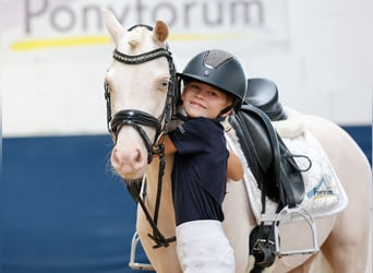 Deutsches Reitpony, Wallach, 4 Jahre, 126 cm, Cremello