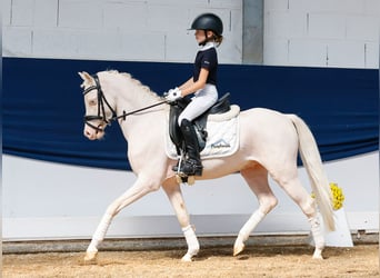 Deutsches Reitpony, Wallach, 4 Jahre, 126 cm, Cremello