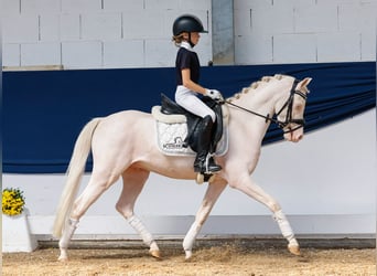 Deutsches Reitpony, Wallach, 4 Jahre, 126 cm, Cremello