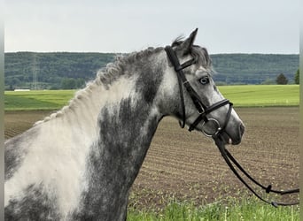 Deutsches Reitpony Mix, Wallach, 4 Jahre, 128 cm, Schecke