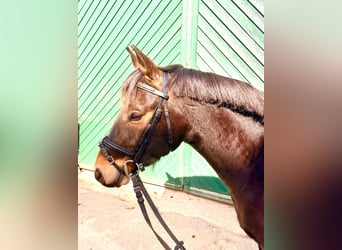 Deutsches Reitpony, Wallach, 4 Jahre, 135 cm, Dunkelbrauner