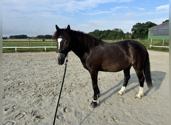 Deutsches Reitpony Mix, Wallach, 4 Jahre, 135 cm, Dunkelbrauner