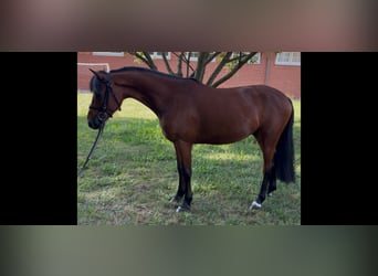Deutsches Reitpony, Wallach, 4 Jahre, 137 cm, Brauner