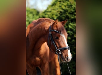 Deutsches Reitpony, Wallach, 4 Jahre, 137 cm, Fuchs
