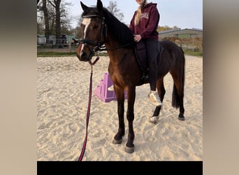 Deutsches Reitpony, Wallach, 4 Jahre, 140 cm, Dunkelbrauner