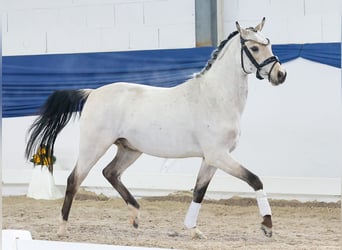 Deutsches Reitpony, Wallach, 4 Jahre, 140 cm, Falbe
