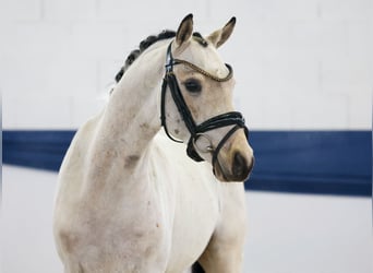Deutsches Reitpony, Wallach, 4 Jahre, 140 cm, Falbe