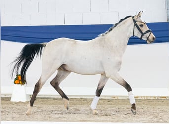 Deutsches Reitpony, Wallach, 4 Jahre, 140 cm, Falbe