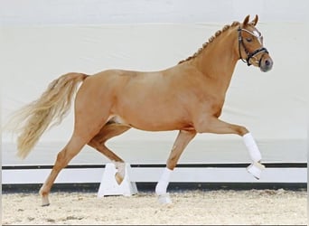 Deutsches Reitpony, Wallach, 4 Jahre, 140 cm, Fuchs