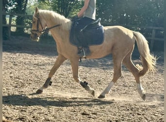 Deutsches Reitpony, Wallach, 4 Jahre, 140 cm, Palomino