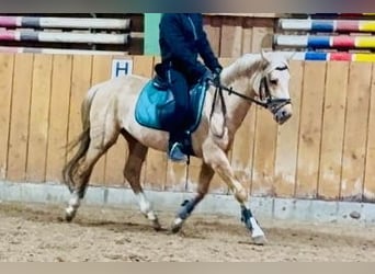 Deutsches Reitpony, Wallach, 4 Jahre, 140 cm, Palomino