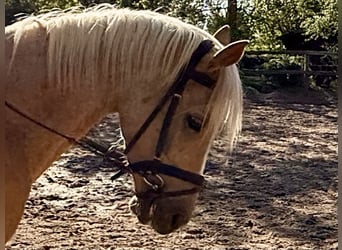 Deutsches Reitpony, Wallach, 4 Jahre, 140 cm, Palomino