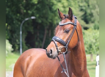 Deutsches Reitpony, Wallach, 4 Jahre, 142 cm, Brauner