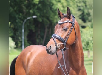 Deutsches Reitpony, Wallach, 4 Jahre, 142 cm, Brauner