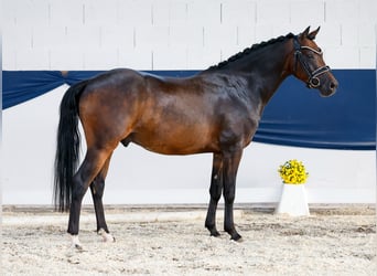 Deutsches Reitpony, Wallach, 4 Jahre, 142 cm, Brauner