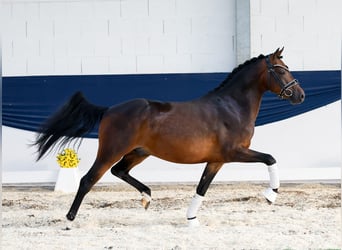 Deutsches Reitpony, Wallach, 4 Jahre, 142 cm, Brauner