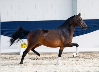 Deutsches Reitpony, Wallach, 4 Jahre, 142 cm, Brauner