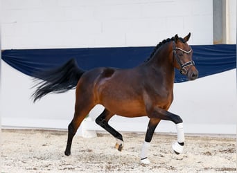 Deutsches Reitpony, Wallach, 4 Jahre, 142 cm, Brauner