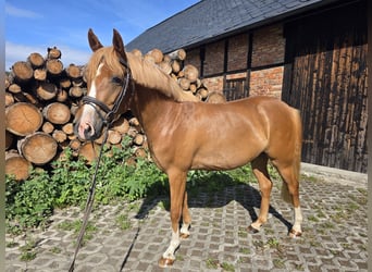 Deutsches Reitpony, Wallach, 4 Jahre, 142 cm, Fuchs