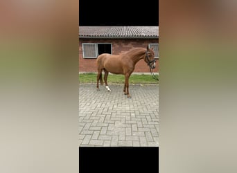 Deutsches Reitpony, Wallach, 4 Jahre, 142 cm, Fuchs