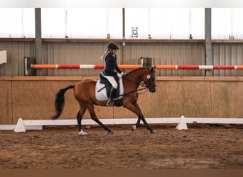 Deutsches Reitpony, Wallach, 4 Jahre, 143 cm, Brauner