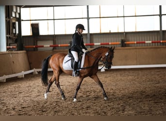 Deutsches Reitpony, Wallach, 4 Jahre, 143 cm, Brauner