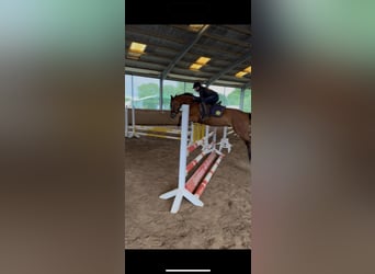 Deutsches Reitpony, Wallach, 4 Jahre, 143 cm, Brauner
