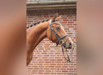 Deutsches Reitpony, Wallach, 4 Jahre, 143 cm, Brauner