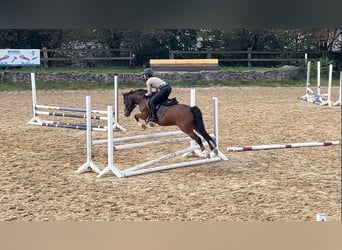 Deutsches Reitpony, Wallach, 4 Jahre, 143 cm, Brauner