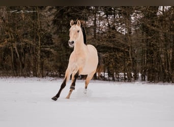 Deutsches Reitpony, Wallach, 4 Jahre, 143 cm, Buckskin