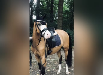 Deutsches Reitpony, Wallach, 4 Jahre, 143 cm