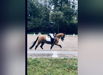 Deutsches Reitpony, Wallach, 4 Jahre, 143 cm
