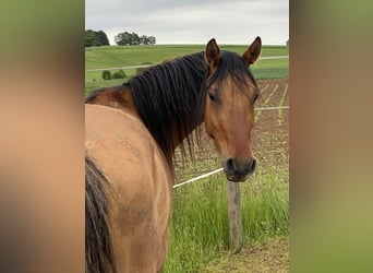 Deutsches Reitpony, Wallach, 4 Jahre, 143 cm, Falbe