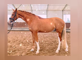 Deutsches Reitpony, Wallach, 4 Jahre, 143 cm, Fuchs