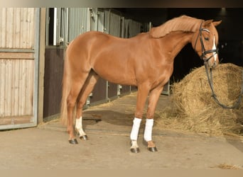 Deutsches Reitpony, Wallach, 4 Jahre, 143 cm, Fuchs