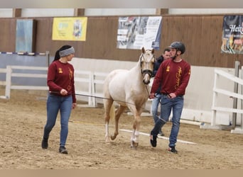 Deutsches Reitpony, Wallach, 4 Jahre, 143 cm, Palomino